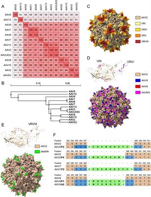 Seroprevalence of binding and neutralizing antibodies against 18 adeno-associated virus types in patients with neuromuscular disorders